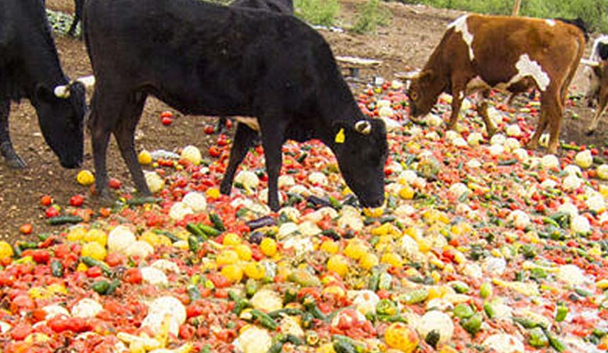 National review on food waste recycling into animal