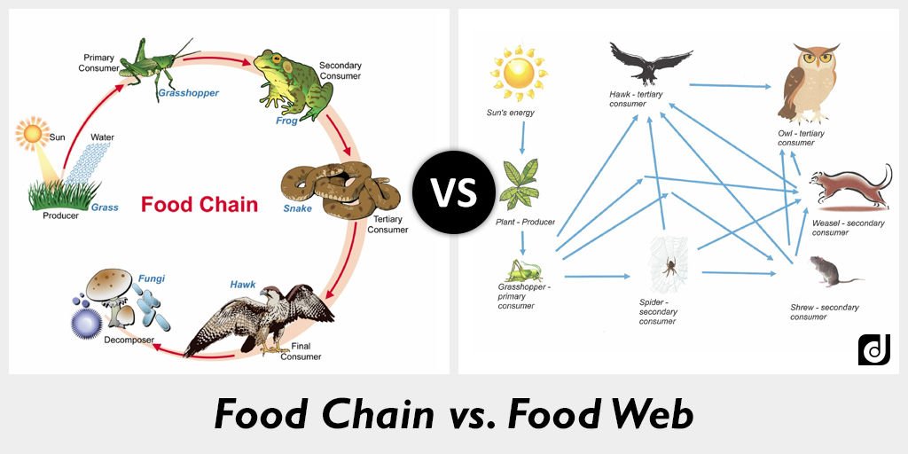 Ecosystems and Food Webs RMBEL