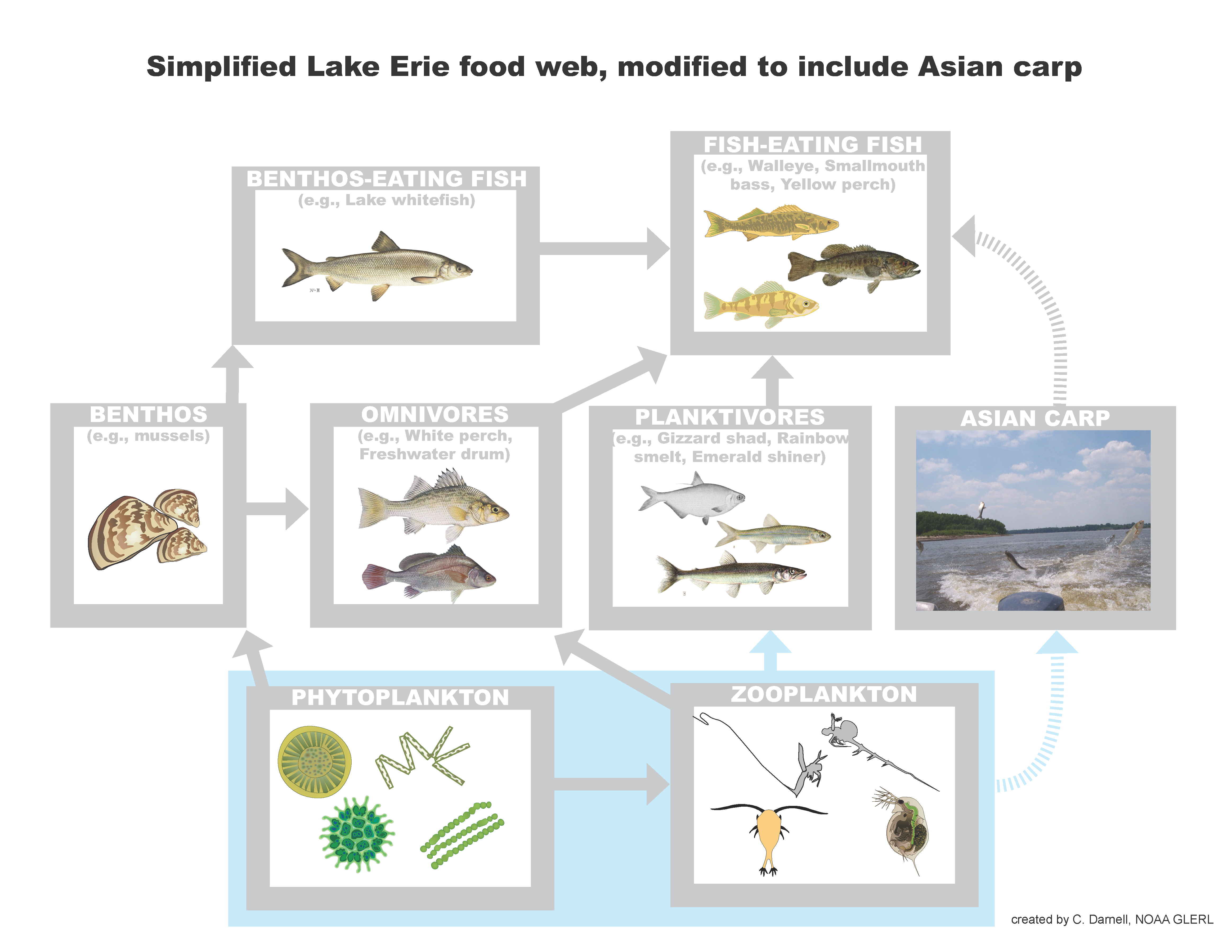 What is a food web? What are Food Webs?