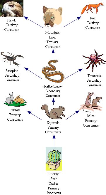 give 10 organism that have to do with the food chain or