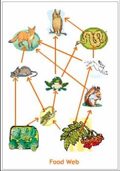 Enthralling Examples of Primary Consumers in the Food Chain