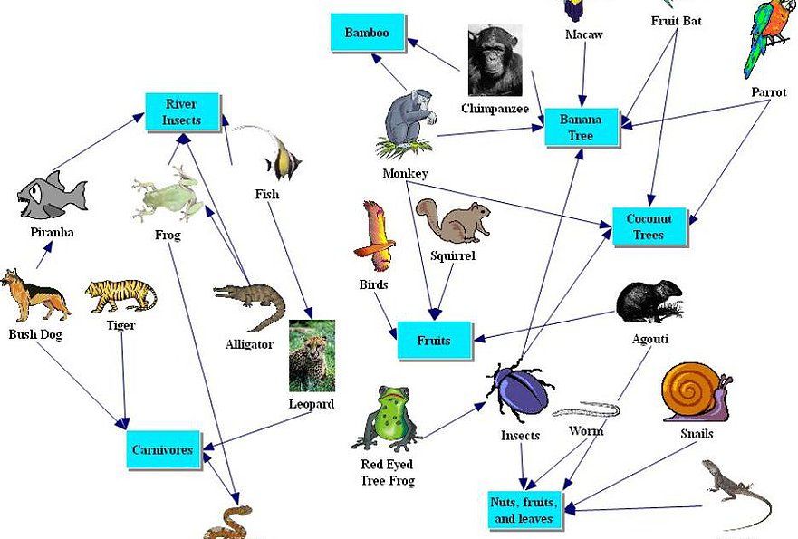 ECOSYSTEMS- Australian food chains and food webs Prezi