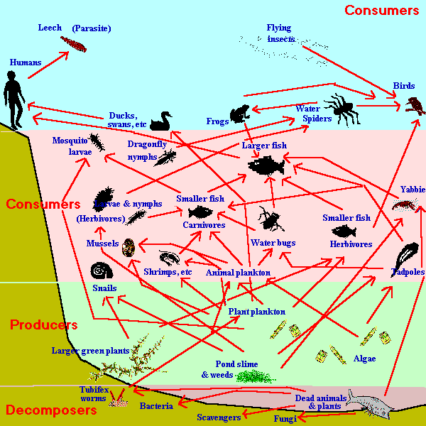 food chain National Geographic Society