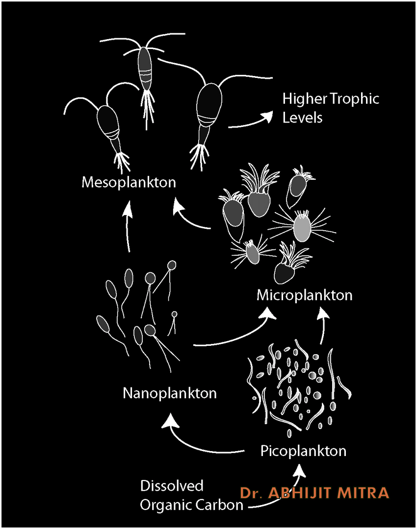 FOOD WEB LAB National Park Service