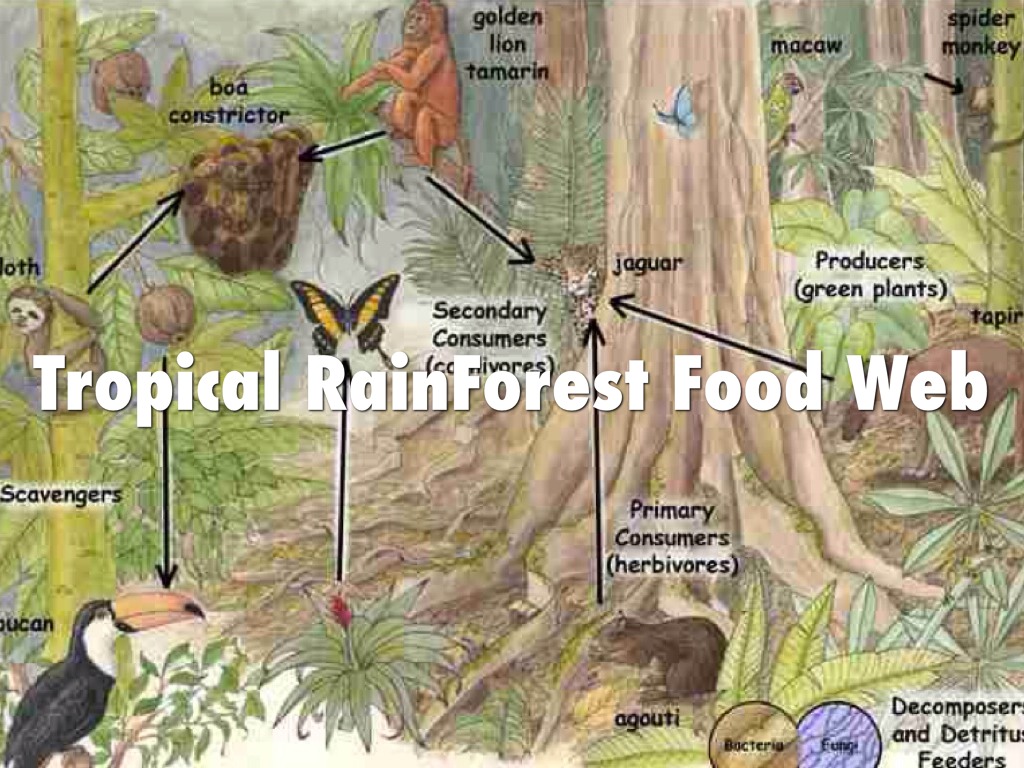 Food Web of 10 Organisms by Sayane Correa on Prezi