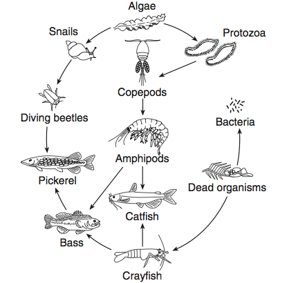 Types of Organisms- Presentation SlideShare